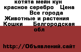 котята мейн кун, красное серебро › Цена ­ 30 - Все города Животные и растения » Кошки   . Белгородская обл.